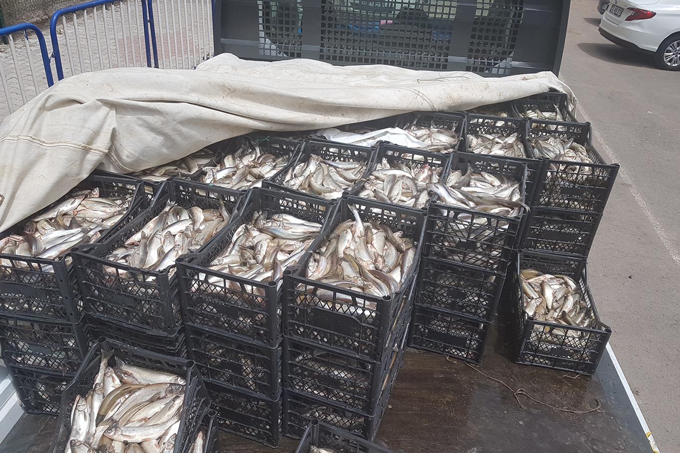 Diyarbakır’da bir buçuk ton balık imha edildi